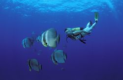 diver and bat fish on manta reef , guinjata bay Moz by Andrew Woodburn 